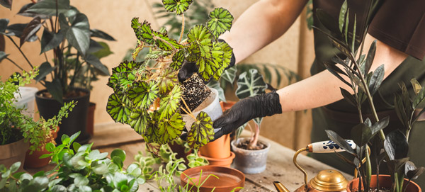 A person tending to house plants