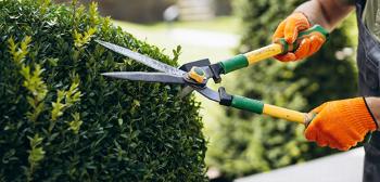 Hedge trimming services
